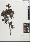 Foto von Salix hastata L.